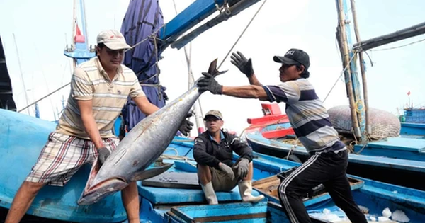 Thông tin quan trọng việc Việt Nam gỡ 'thẻ vàng' thủy sản