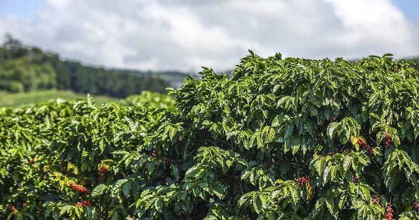 Thế giới 'đứng ngồi không yên' khi một mặt hàng lên 'cơn khát' năm thứ 4 liên tiếp, Việt Nam chính là nguyên nhân?