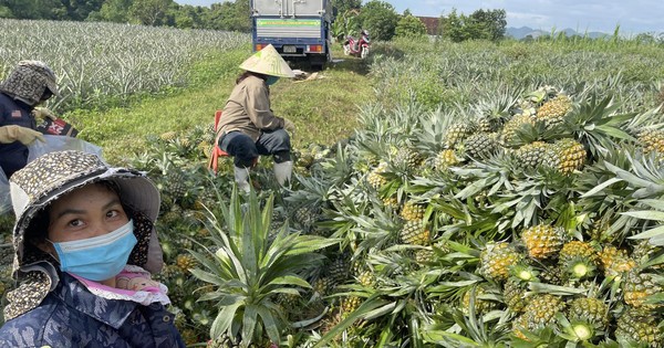 Được mùa dứa 'nữ hoàng', nông dân Nghệ An thu hàng trăm triệu đồng