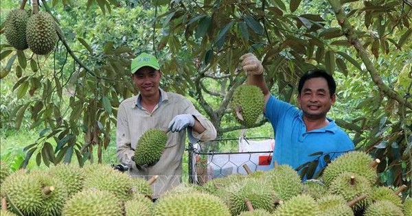 Nắng nóng gay gắt, sầu riêng mất mùa đẩy giá tăng cao