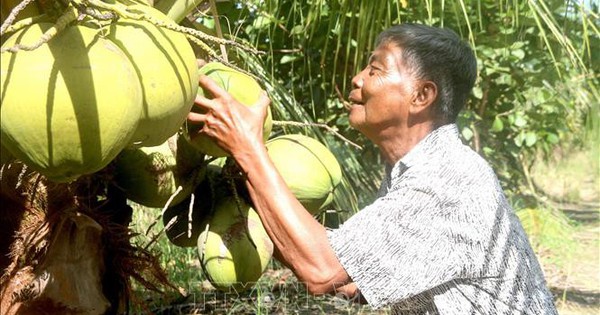 Giá dừa sáp Trà Vinh tăng cao trước mùa lễ hội