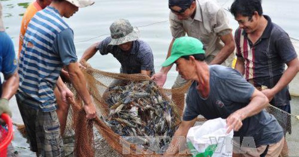 Giá tôm tăng, người nuôi có lãi