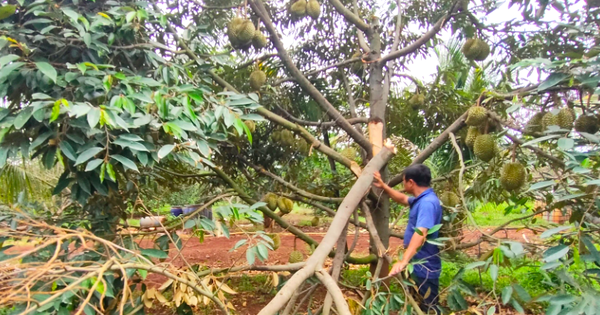 Xót xa cảnh sầu riêng rụng la liệt sau trận mưa lớn kèm gió mạnh ở Gia Lai