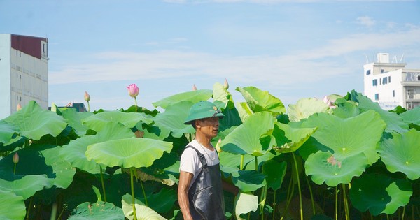 Lội bùn lấy ngó sen, nông dân kiếm bộn tiền