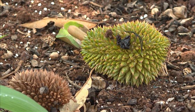 Sầu riêng Bình Phước chết hàng loạt chưa rõ nguyên nhân - Ảnh 1
