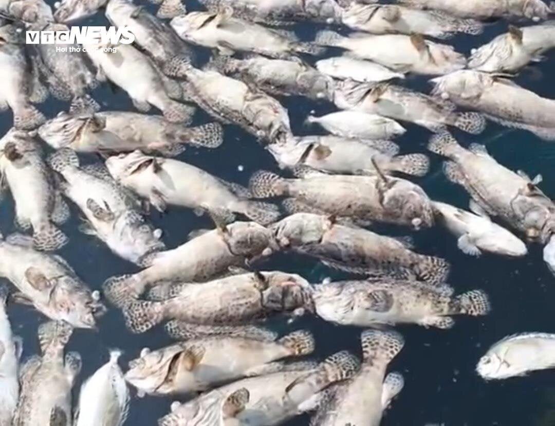 Hơn 60 tấn tôm hùm bị chết ở Phú Yên, người nuôi cay đắng bán giá 50.000 đồng/kg - Ảnh 9