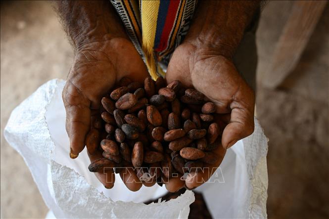 Giá ca cao thế giới giảm 25% so với mức đỉnh - Ảnh 2