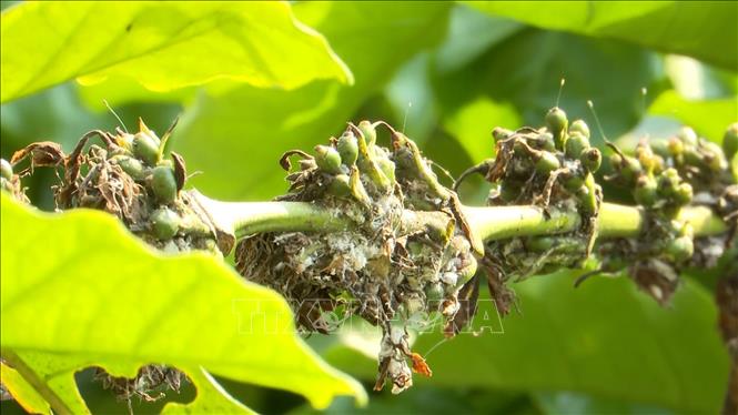 Hạn hán, sâu bệnh ảnh hưởng nặng tới năng suất cây cà phê - Ảnh 1