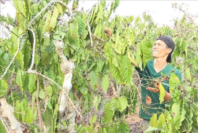 Hạn hán, sâu bệnh ảnh hưởng nặng tới năng suất cây cà phê - Ảnh 2