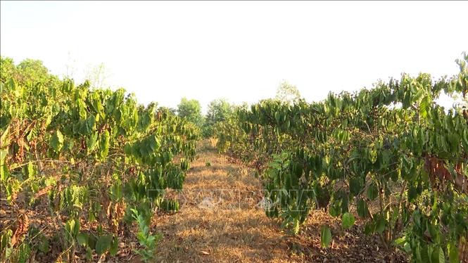 Hạn hán, sâu bệnh ảnh hưởng nặng tới năng suất cây cà phê - Ảnh 4