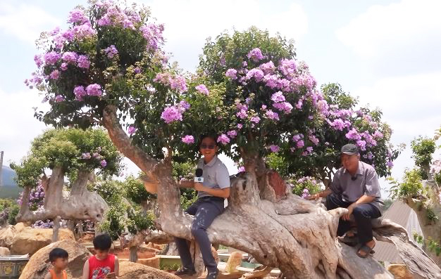 Vườn bằng lăng trăm tỷ tốn 1,5 triệu/ngày thuê người tưới, chủ tự hào "cây oách nhất Việt Nam đều ở đây" - Ảnh 2