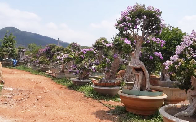 Vườn bằng lăng trăm tỷ tốn 1,5 triệu/ngày thuê người tưới, chủ tự hào "cây oách nhất Việt Nam đều ở đây" - Ảnh 9