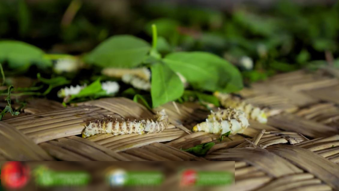 Trang trại tằm Việt Nam tại châu Phi sắp được thu hoạch bỗng gặp biến cố chết hàng loạt, ông chủ cầu cứu - Ảnh 6