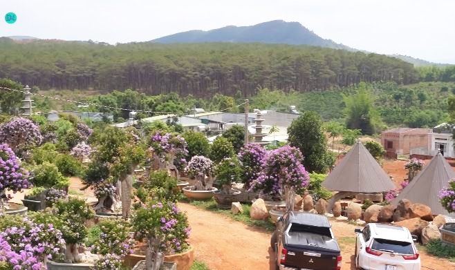 Vườn bằng lăng trăm tỷ tốn 1,5 triệu/ngày thuê người tưới, chủ tự hào "cây oách nhất Việt Nam đều ở đây" - Ảnh 6