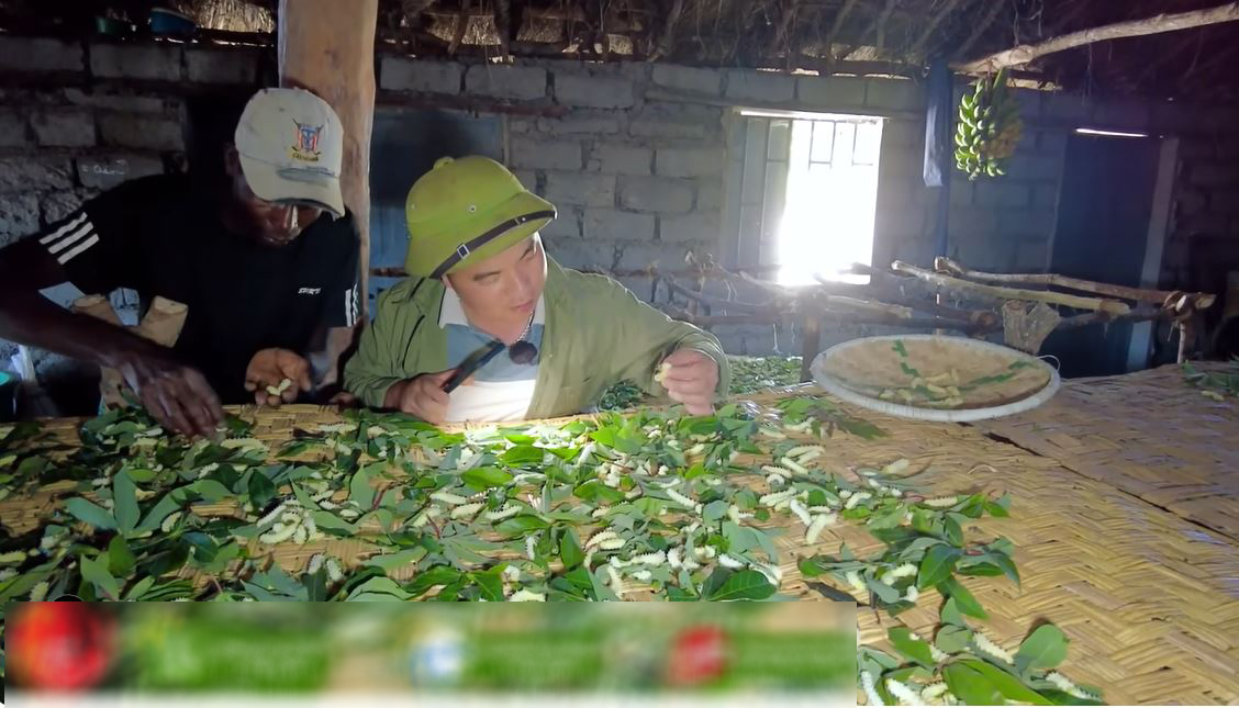 Trang trại tằm Việt Nam tại châu Phi sắp được thu hoạch bỗng gặp biến cố chết hàng loạt, ông chủ cầu cứu - Ảnh 5