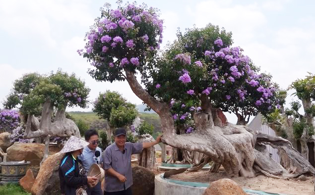 Vườn bằng lăng trăm tỷ tốn 1,5 triệu/ngày thuê người tưới, chủ tự hào "cây oách nhất Việt Nam đều ở đây" - Ảnh 3