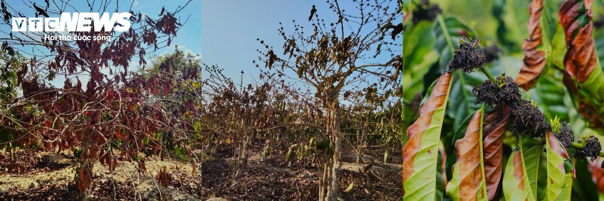 Khô hạn khốc liệt ở Tây Nguyên: Cứu 'cây tỷ đô' thế nào? - Ảnh 2