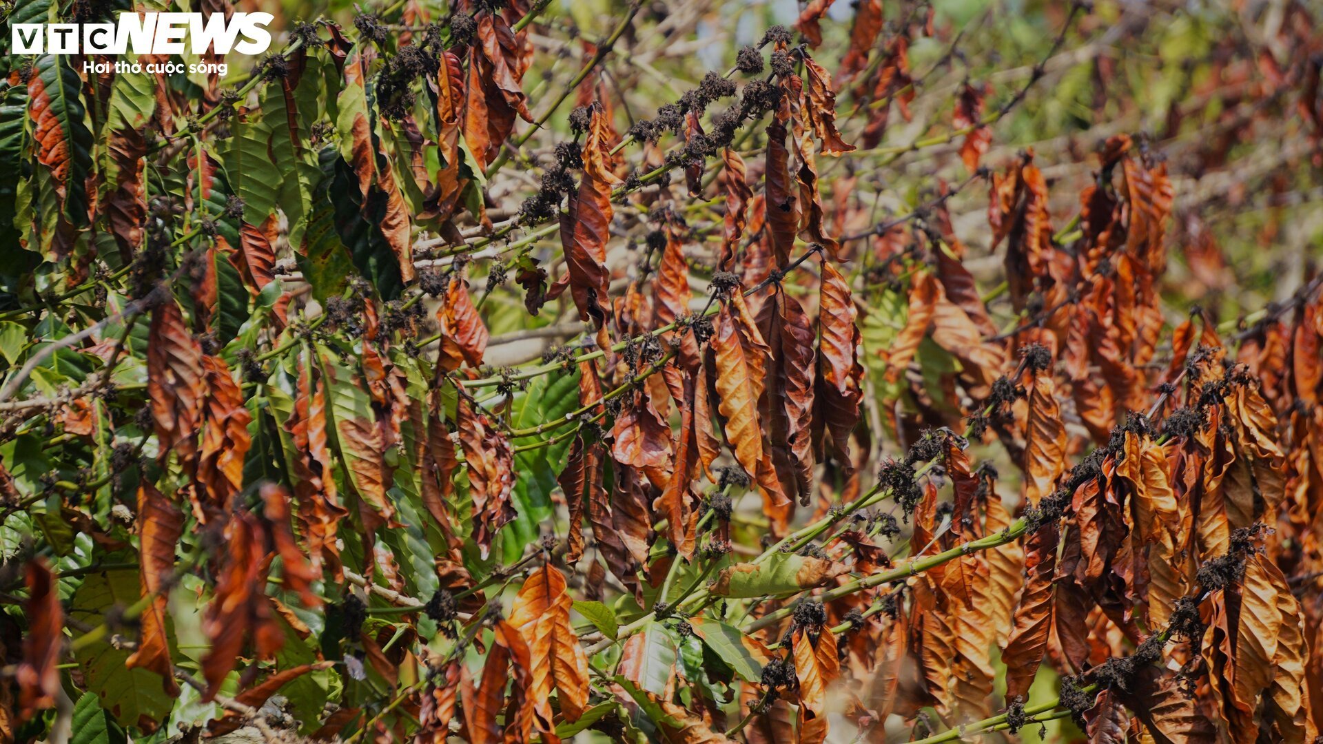 Khô hạn khốc liệt ở Tây Nguyên: Cứu 'cây tỷ đô' thế nào? - Ảnh 3