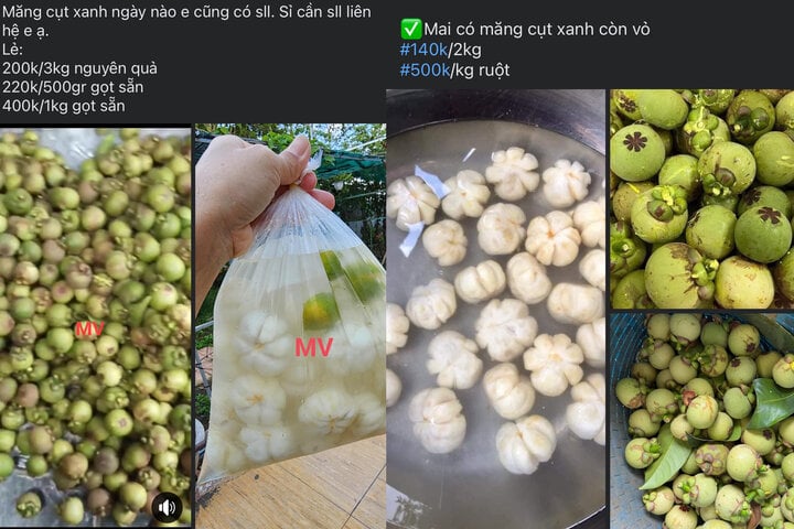 Măng cụt xanh lại sốt xình xịch, giá nửa triệu đồng/kg - Ảnh 1