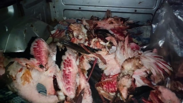 Máy bay hỏng nặng, 39 con chim bị chết sau vụ đâm va nghiêm trọng - Ảnh 2