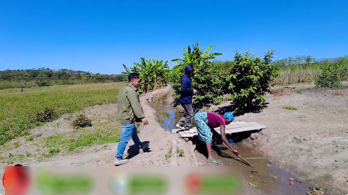 Định trồng lúa nước mùa khô, trang trại người Việt tại Angola điêu đứng - Ảnh 2