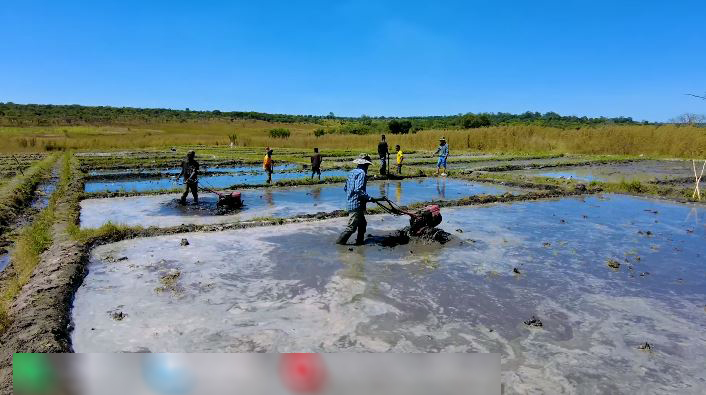 Định trồng lúa nước mùa khô, trang trại người Việt tại Angola điêu đứng - Ảnh 5