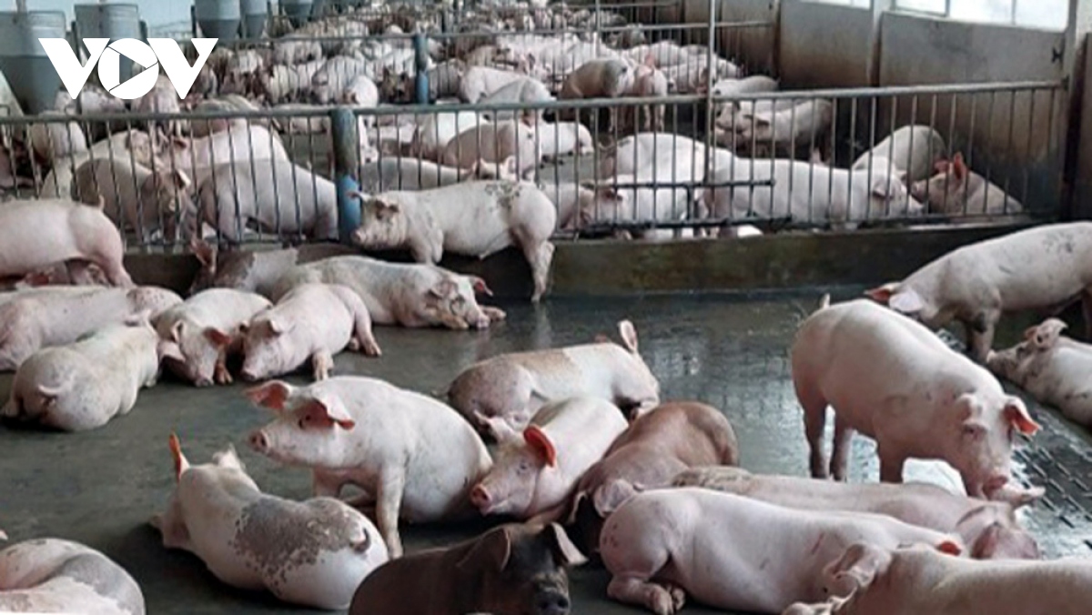 Giá heo hơi ở Đồng Nai đạt mức cao nhất từ trước tới nay - Ảnh 1