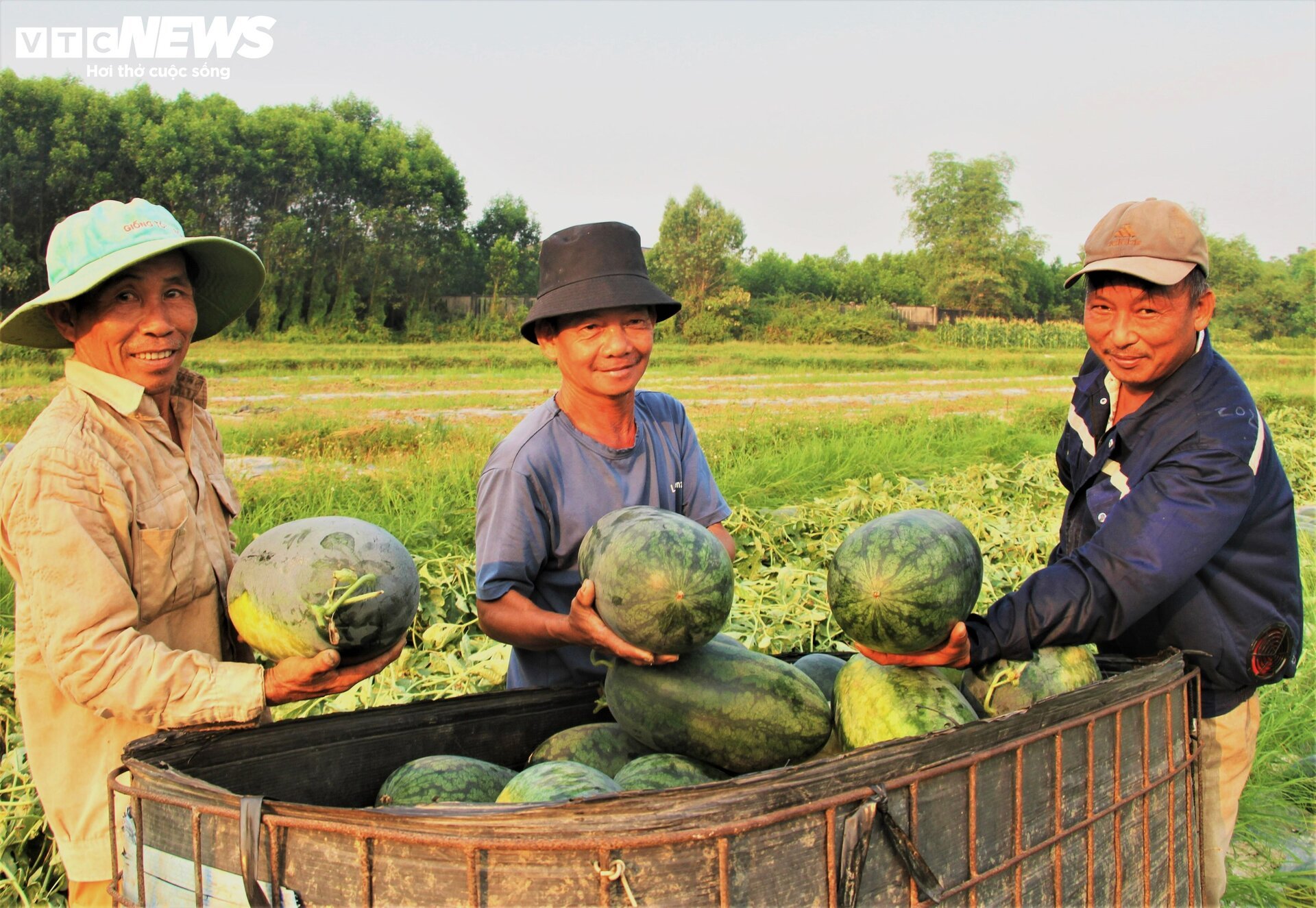 Nông dân 'thủ phủ' dưa hấu ở Quảng Nam thắng lớn nhờ được mùa, được giá - Ảnh 1