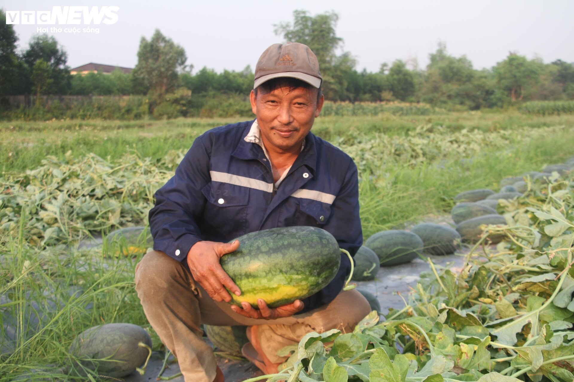 Nông dân 'thủ phủ' dưa hấu ở Quảng Nam thắng lớn nhờ được mùa, được giá - Ảnh 4