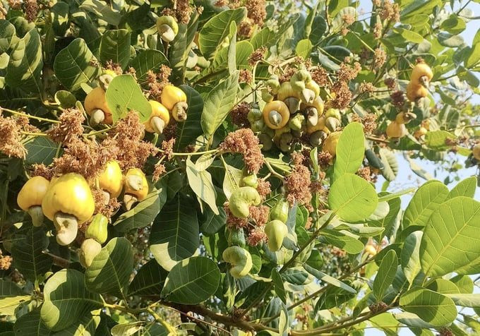 Thừa nhận hàng Made in Vietnam "ăn đứt" hàng nội, Trung Quốc đang liên tục săn mua một loại hạt của Việt Nam, giúp thu về hơn 1 tỷ USD từ đầu năm - Ảnh 1