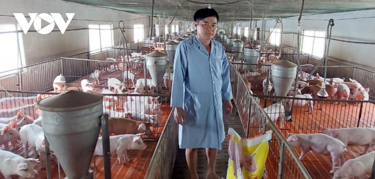 Giá heo hơi tăng cao, người nuôi chưa dám tăng đàn - Ảnh 2