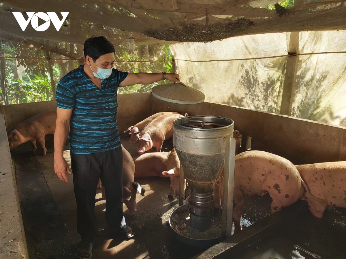 Đầu mùa mưa giá heo tăng vọt nhưng người nuôi chưa mạnh dạn tái đàn - Ảnh 3