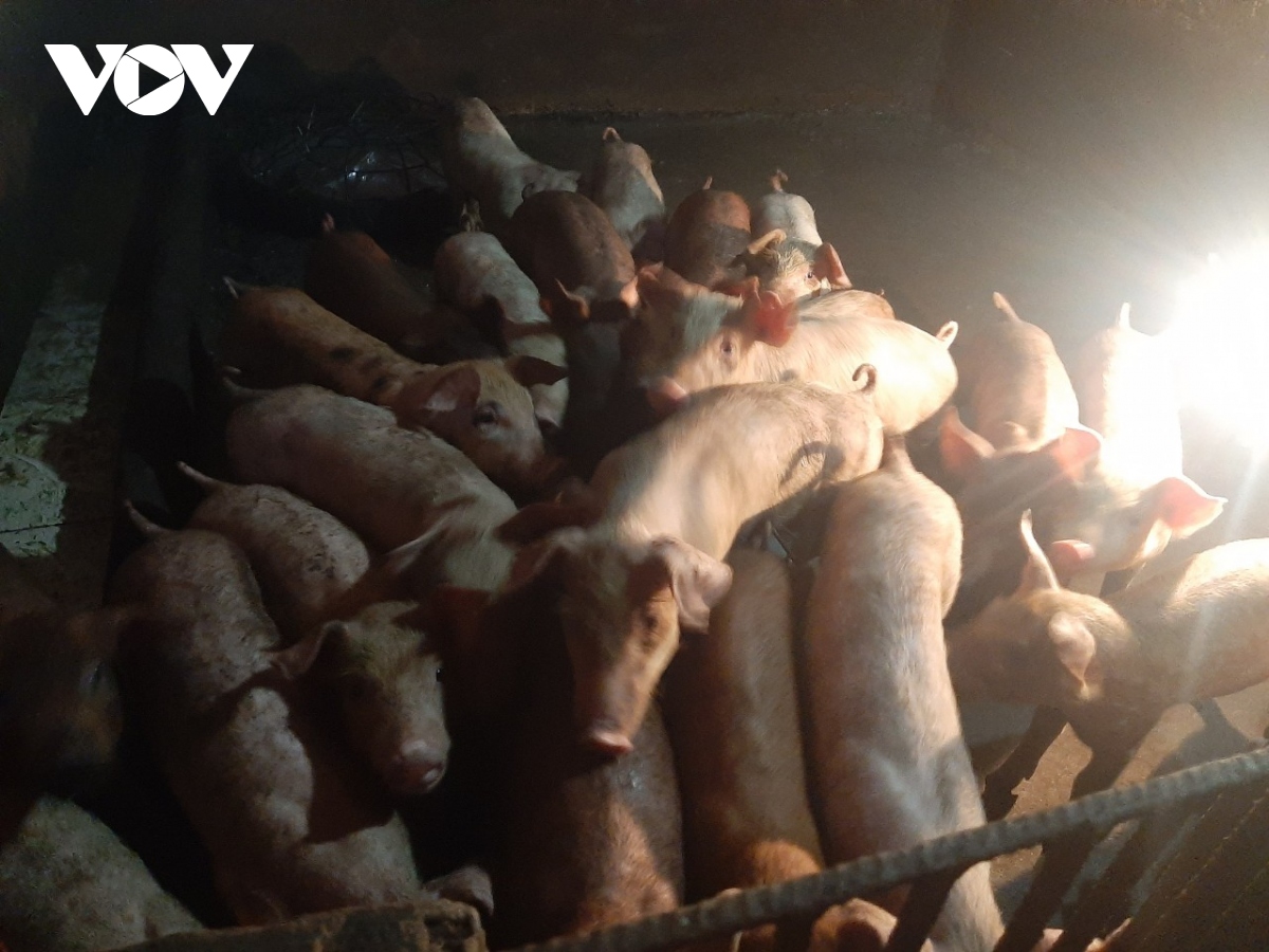 Đầu mùa mưa giá heo tăng vọt nhưng người nuôi chưa mạnh dạn tái đàn - Ảnh 2