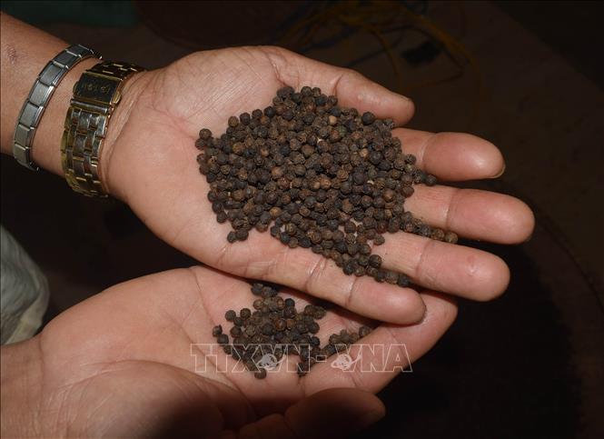 Hồ tiêu tiếp tục neo ở vùng giá cao mới - Ảnh 1