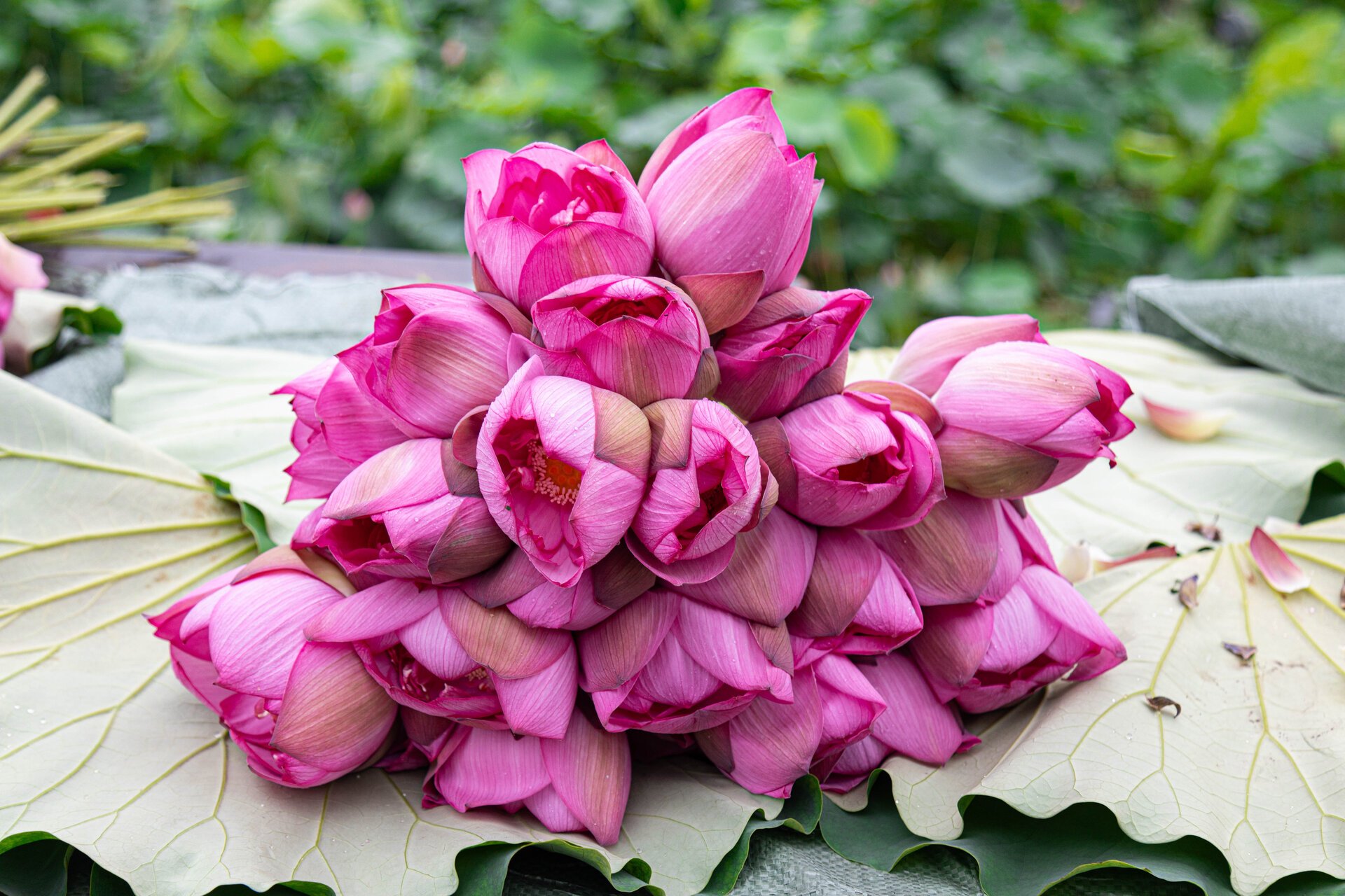 Người trồng sen hồ Tây tất bật thu hoạch, hái bao nhiêu cũng không đủ bán - Ảnh 9