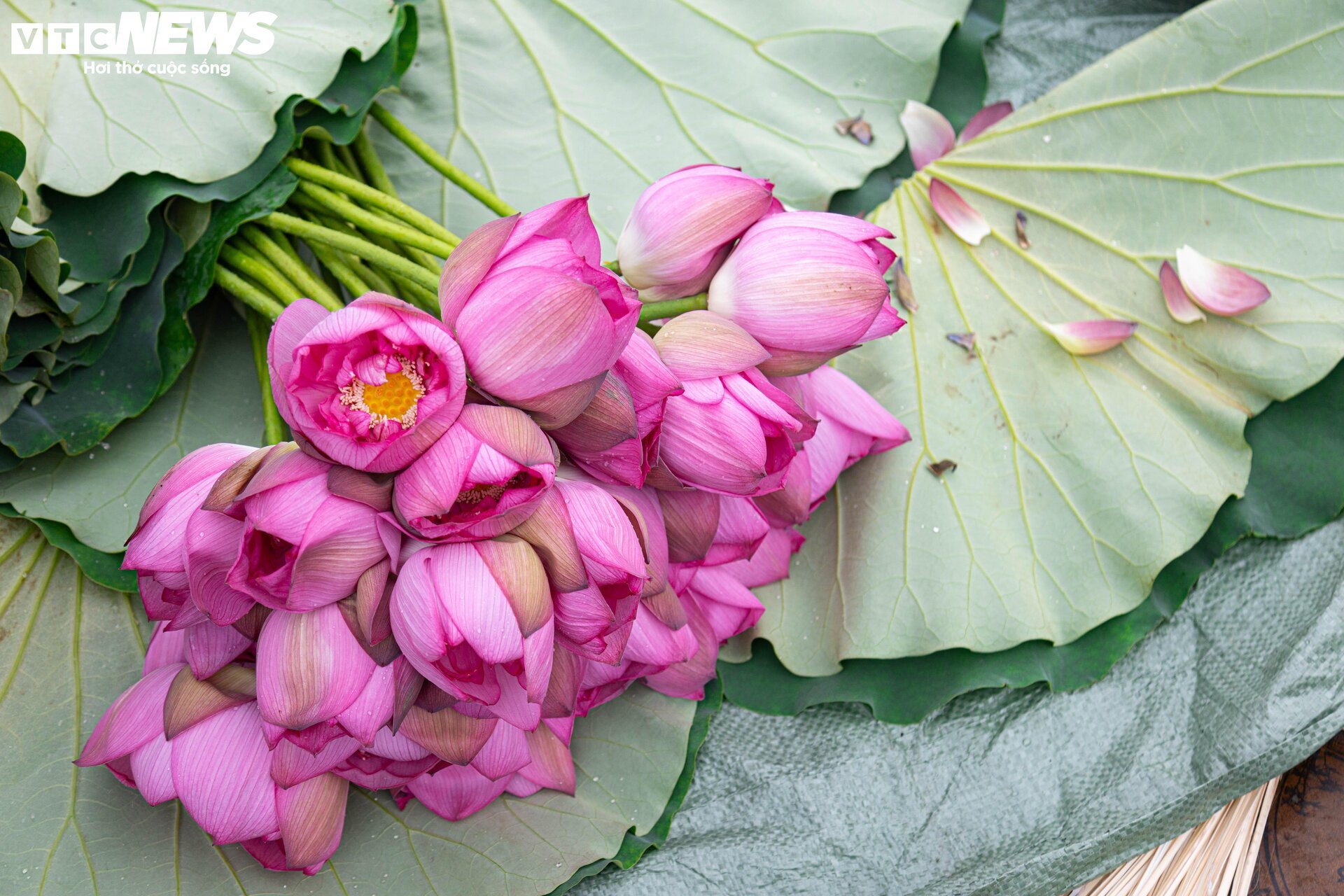 Người trồng sen hồ Tây tất bật thu hoạch, hái bao nhiêu cũng không đủ bán - Ảnh 10