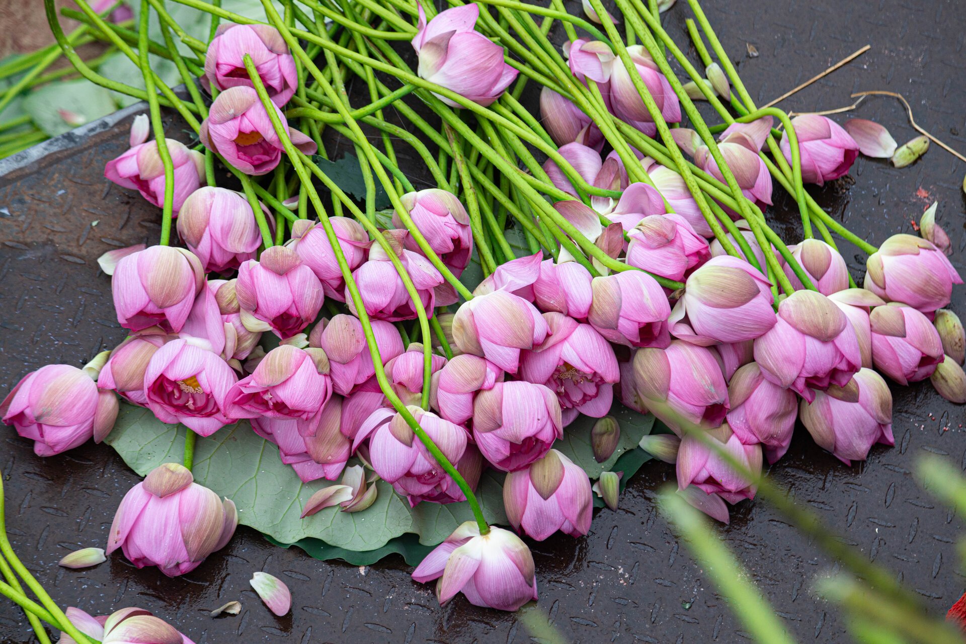 Người trồng sen hồ Tây tất bật thu hoạch, hái bao nhiêu cũng không đủ bán - Ảnh 14