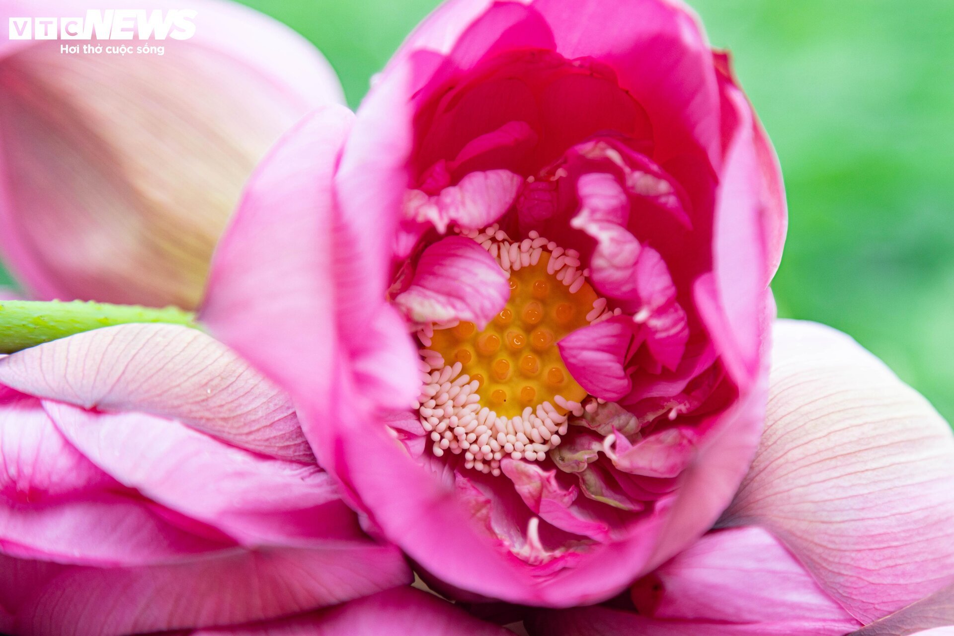 Người trồng sen hồ Tây tất bật thu hoạch, hái bao nhiêu cũng không đủ bán - Ảnh 7