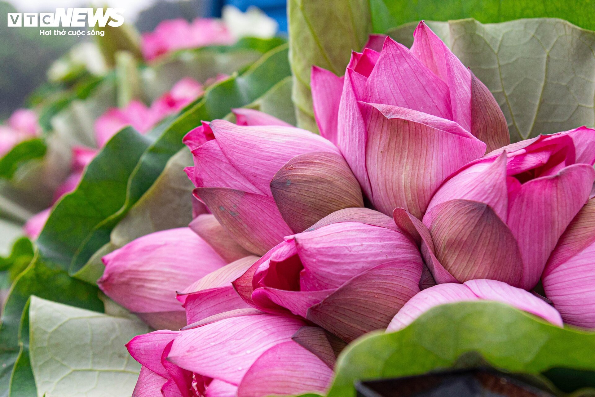 Người trồng sen hồ Tây tất bật thu hoạch, hái bao nhiêu cũng không đủ bán - Ảnh 15