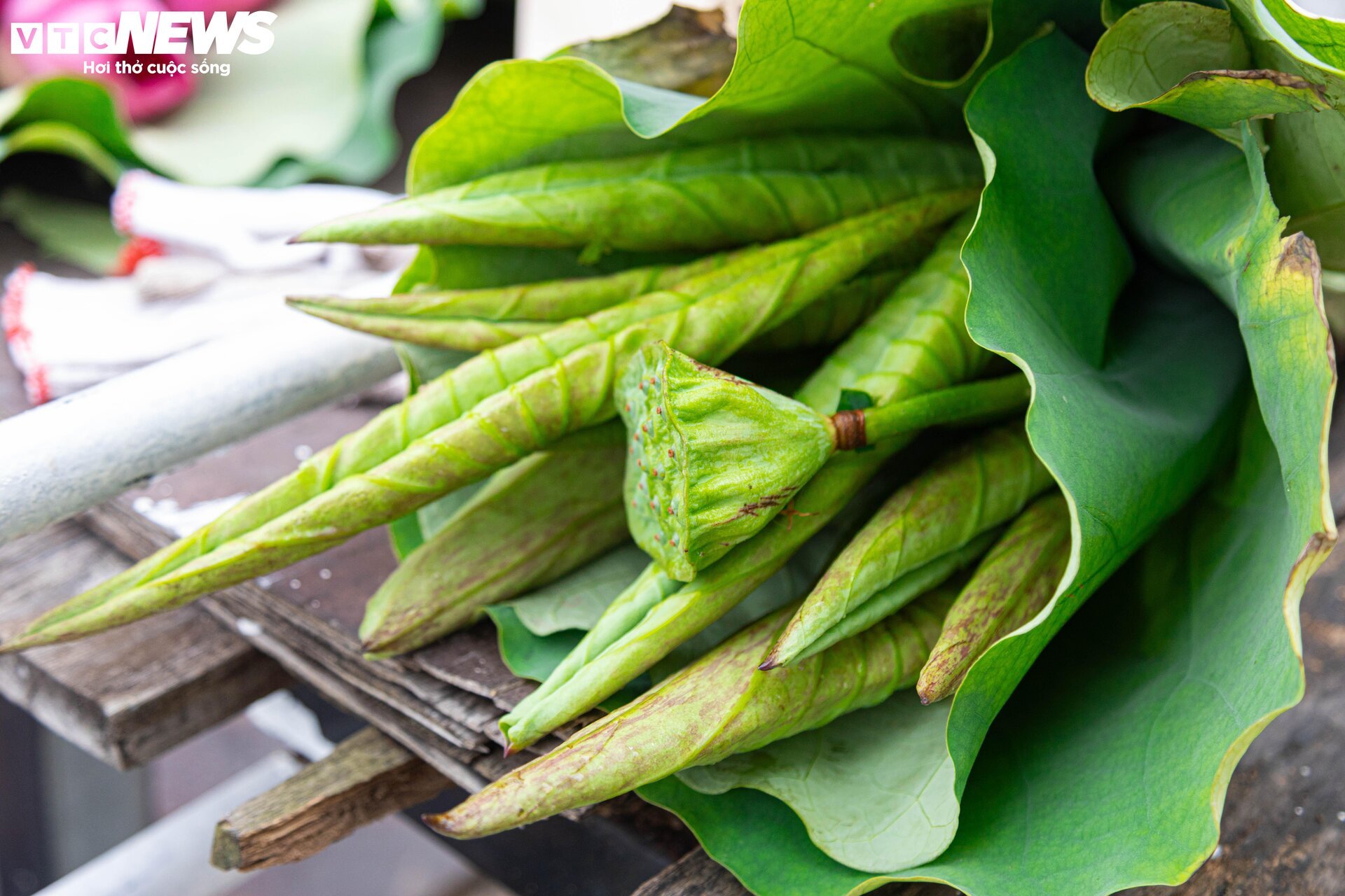 Người trồng sen hồ Tây tất bật thu hoạch, hái bao nhiêu cũng không đủ bán - Ảnh 16