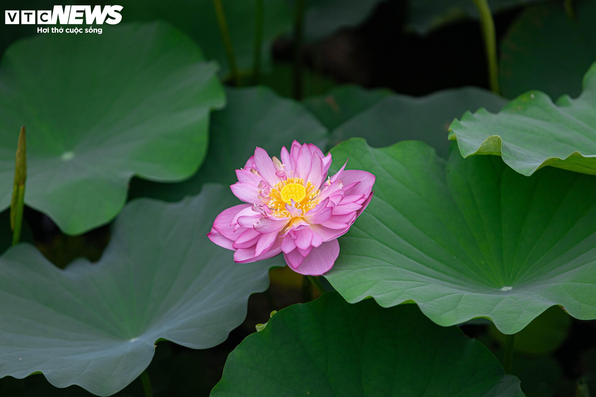 Người trồng sen hồ Tây tất bật thu hoạch, hái bao nhiêu cũng không đủ bán - Ảnh 2