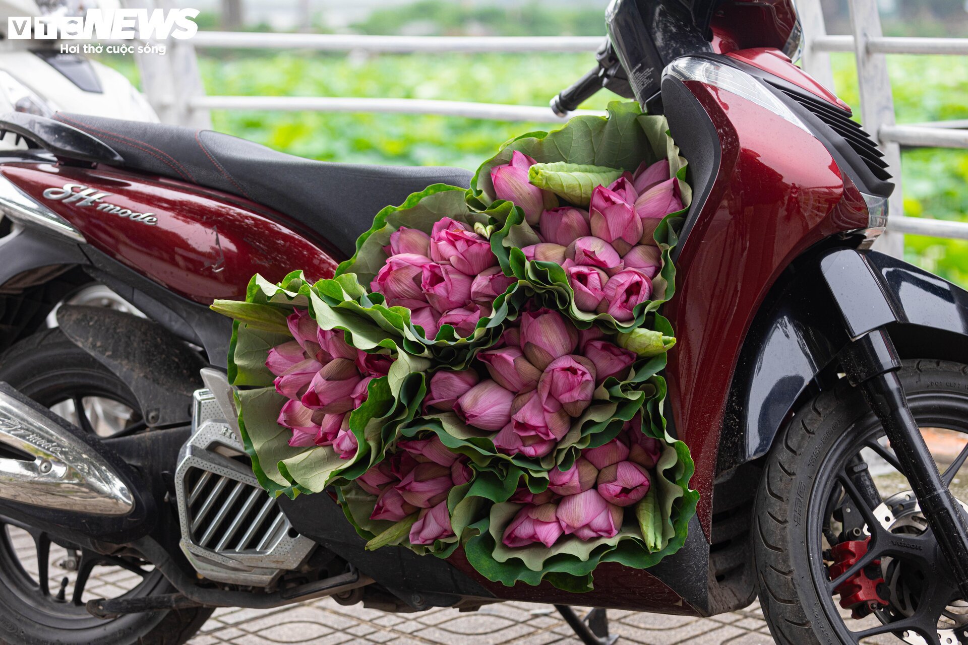 Người trồng sen hồ Tây tất bật thu hoạch, hái bao nhiêu cũng không đủ bán - Ảnh 18