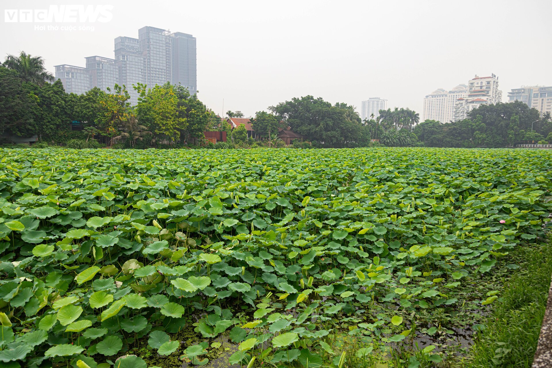 Người trồng sen hồ Tây tất bật thu hoạch, hái bao nhiêu cũng không đủ bán - Ảnh 1
