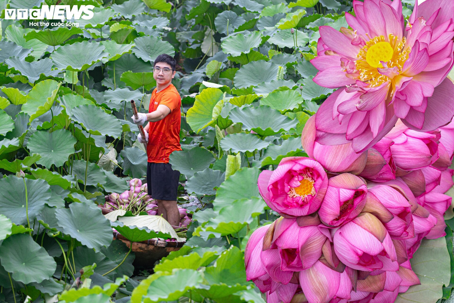 Người trồng sen hồ Tây tất bật thu hoạch, hái bao nhiêu cũng không đủ bán - Ảnh 4