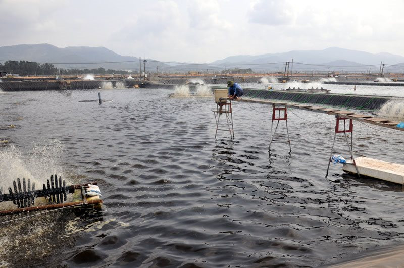 Đưa Việt Nam trở thành thế lực top 2 thế giới, được Mỹ, Trung Quốc mạnh tay săn đón - Mặt hàng này vẫn đối mặt nhiều sóng gió trong năm 2024 - Ảnh 1