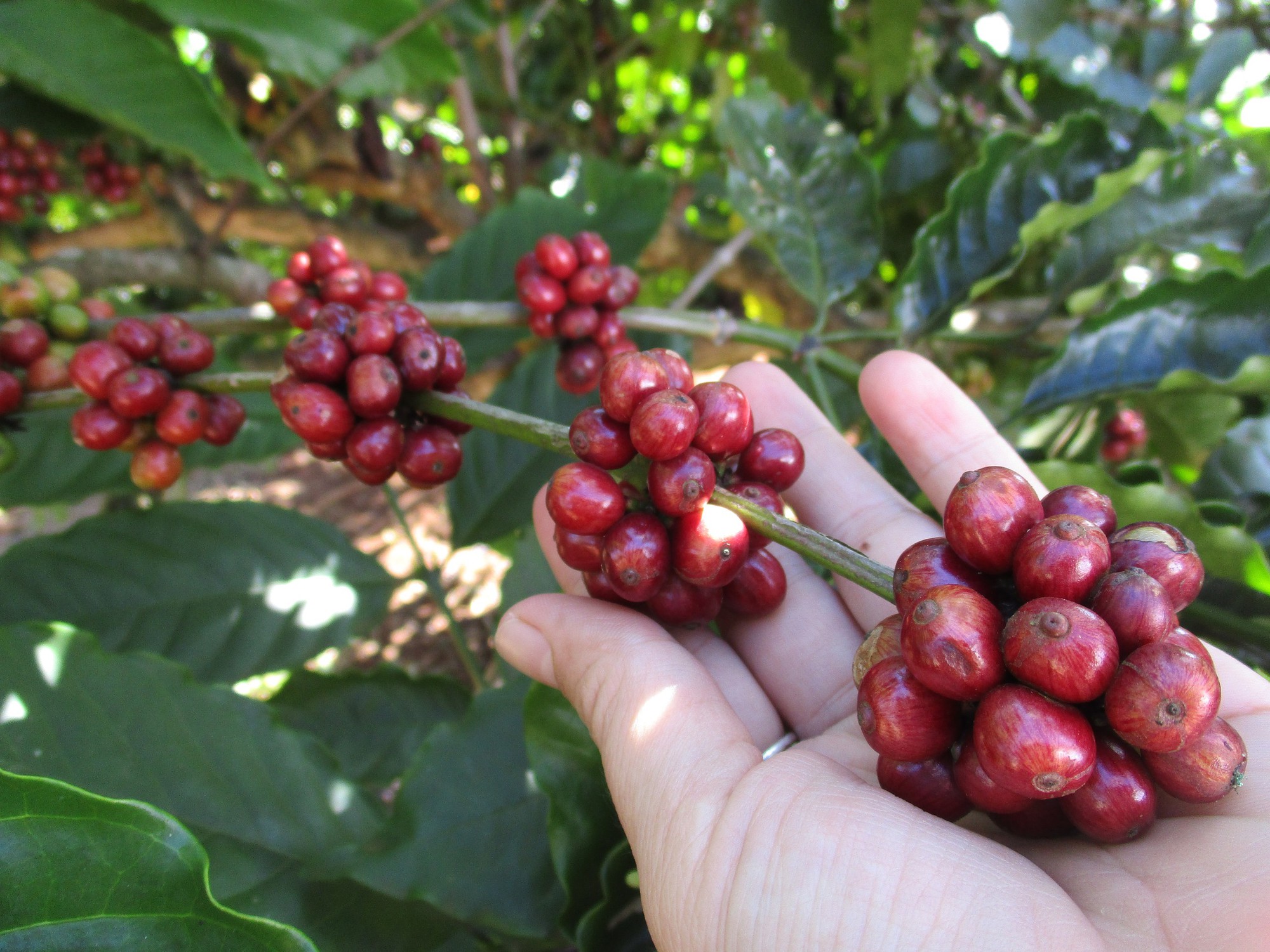 Giá cà phê trong nước tiếp tục giảm sốc - Ảnh 1