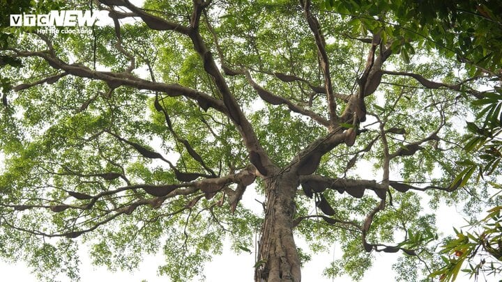 Hốt bạc từ 'cây ong mật' kỳ lạ ở Điện Biên cho hàng tấn mật ong thượng hạng - Ảnh 1