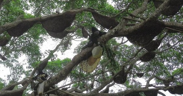 Hốt bạc từ 'cây ong mật' kỳ lạ ở Điện Biên cho hàng tấn mật ong thượng hạng