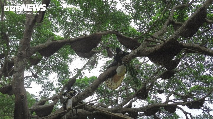 Hốt bạc từ 'cây ong mật' kỳ lạ ở Điện Biên cho hàng tấn mật ong thượng hạng - Ảnh 2