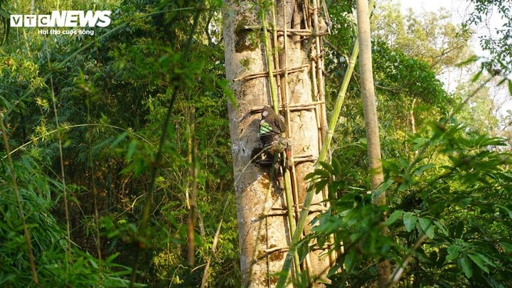 Hốt bạc từ 'cây ong mật' kỳ lạ ở Điện Biên cho hàng tấn mật ong thượng hạng - Ảnh 6